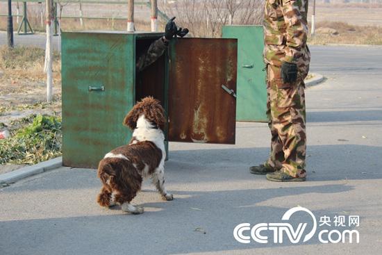CCTV9英语新闻：军犬，我值得信赖的兄弟