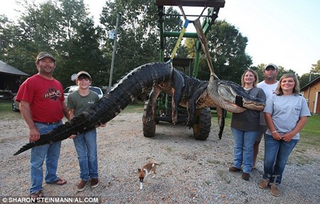 美捕获巨型鳄鱼 短吻鳄重一千磅（图）