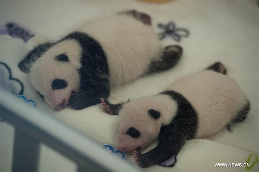 英语新闻：澳门大熊猫双胞胎满月首度亮相