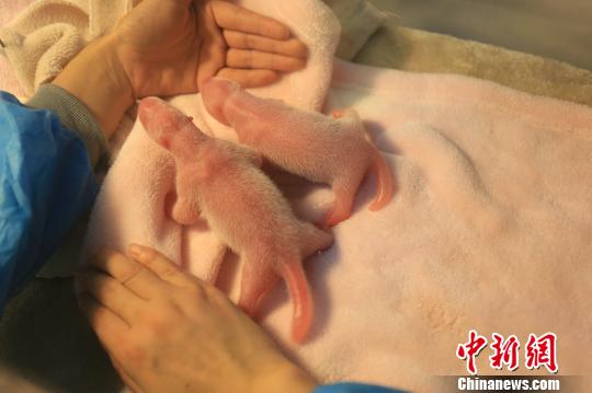 北京奥运吉祥物“晶晶”原型大熊猫产下双胞胎