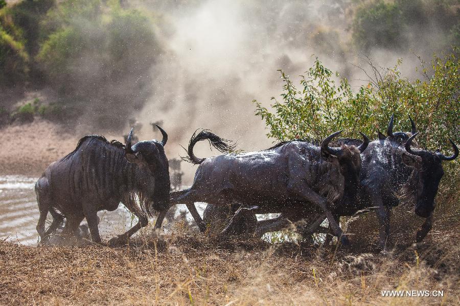 Millions of animals cross the Mara River from Tanzania into