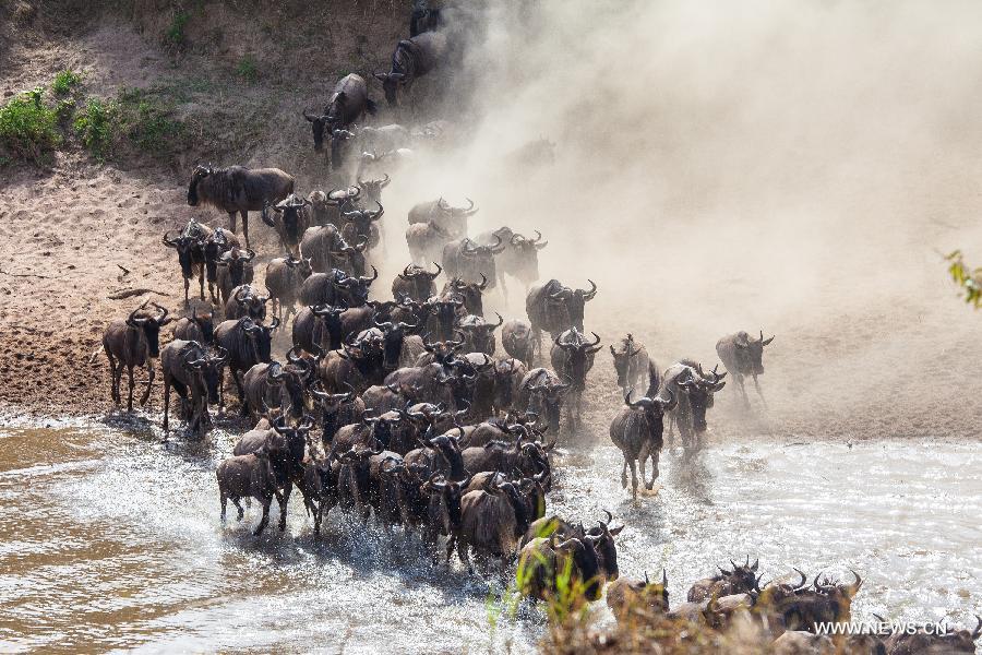 Millions of animals cross the Mara River from Tanzania into