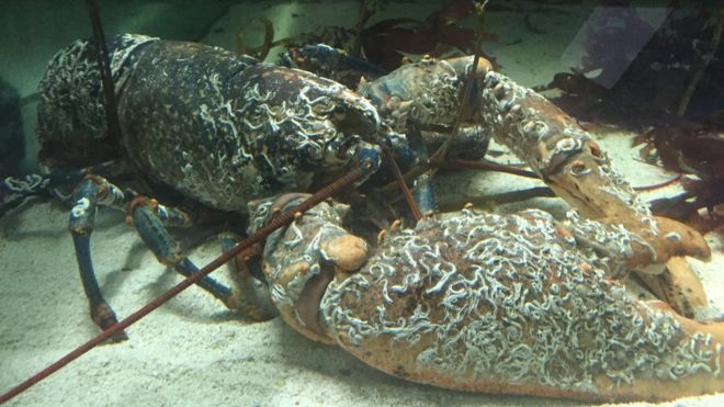 英国发现7.65公斤重龙虾 或已50至70岁“高龄”