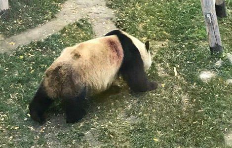 网传兰州动物园虐待大熊猫，园方称或为竹尖刺伤所致