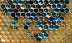 honeycomb相关阅读