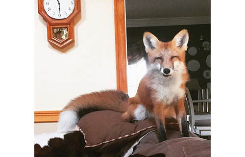 来认识Instagram上最受欢迎的网红小狐狸吧