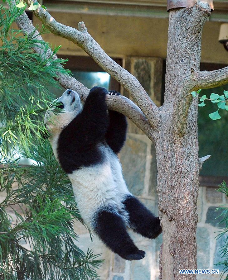 Giant panda Beibei climbs a tree at National Zoological Park in Washington D.C., the United States, Aug. 20, 2016. To celebrate that Beibei has turned one year old, a series of celebration activities were held at the park. (Xinhua/Bao Dandan) 