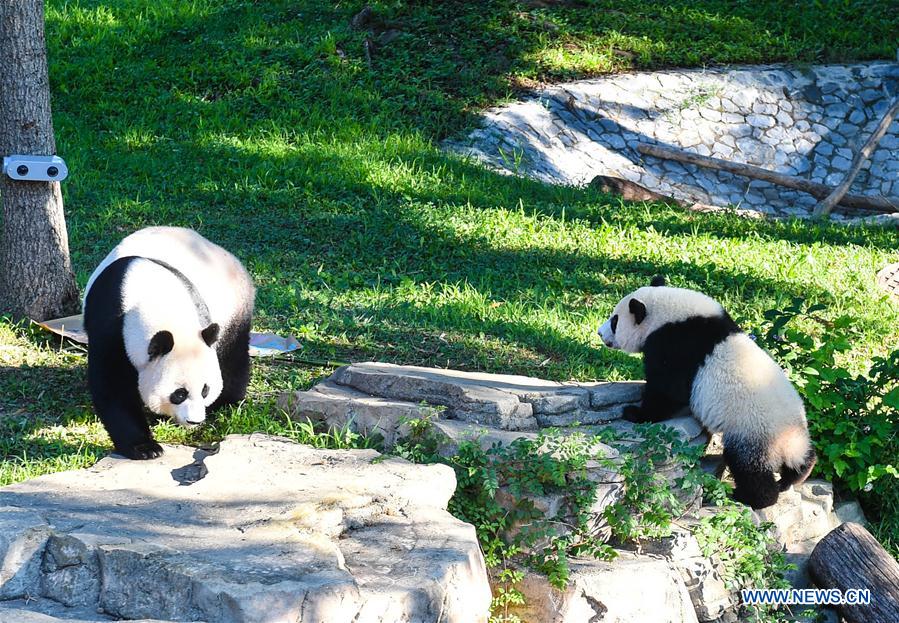 Giant panda Beibei (R) plays with its mother Meixiang at National Zoological Park in Washington D.C., the United States, Aug. 20, 2016. To celebrate that Beibei has turned one year old, a series of celebration activities were held at the park. (Xinhua/Bao Dandan) 