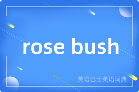 rose bush